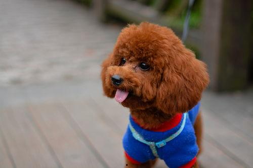 泰迪电影爆料视频在线观看,热门爆料视频在线观看，精彩内容不容错过！